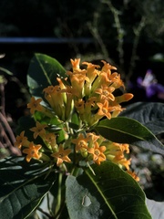 Cestrum aurantiacum