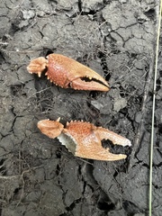 Procambarus gracilis