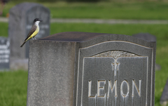 Tyrannus crassirostris