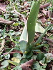 Stilpnochlora azteca