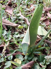 Stilpnochlora azteca