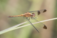 Erythrodiplax atroterminata