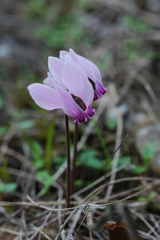 Cyclamen graecum graecum