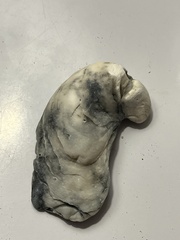 Crassostrea virginica