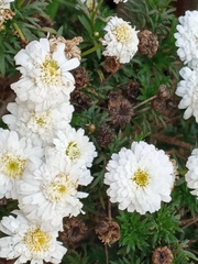 Argyranthemum frutescens