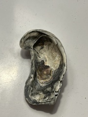 Crassostrea virginica