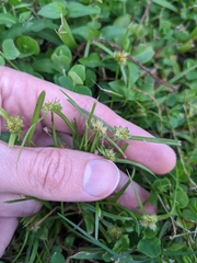 Cyperus metzii