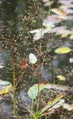 Alisma plantago-aquatica