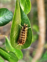 Lophocampa