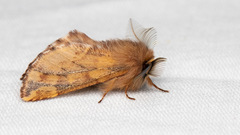 Ptilophora plumigera