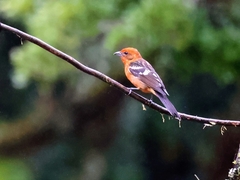 Piranga bidentata