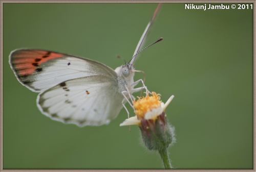 Banded Scarlet Tip