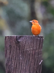 Piranga bidentata