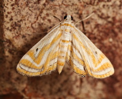 Parapoynx villidalis
