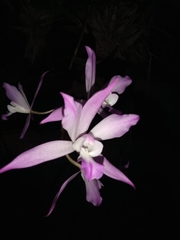 Laelia
