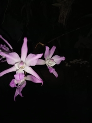 Laelia