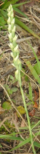 Nodding lady's tresses (Spiranthes cernua)