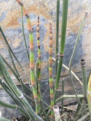 Equisetum