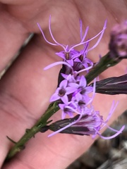 Liatris