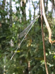 Mecistogaster amalia