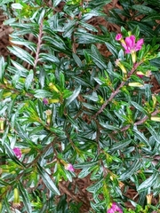 Cuphea carthagenensis