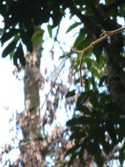 Mecistogaster amalia