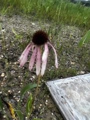 Echinacea pallida