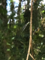 Mecistogaster amalia