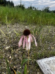 Echinacea pallida