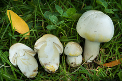 Agaricus xanthodermus