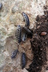 Porcellio ornatus