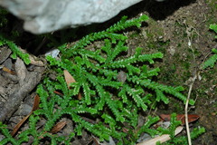 Selaginella denticulata