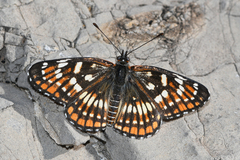 Chlosyne coronado coronado