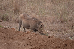 Phacochoerus africanus massaicus