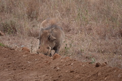 Phacochoerus africanus massaicus
