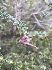 Grevillea lanigera