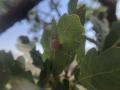 Cynips multipunctata