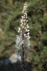 Drimia numidica