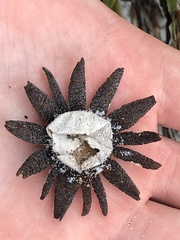 Astraeus hygrometricus