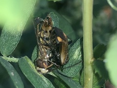 Adelphocoris seticornis