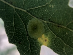 Andricus pattersonae