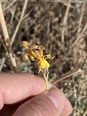 Ehrendorferia chrysantha