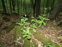 Hylotelephium maximum maximum