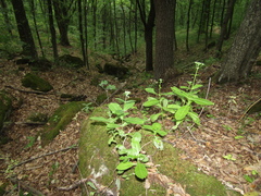 Hylotelephium maximum maximum