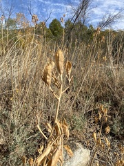 Ehrendorferia chrysantha