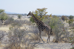 Giraffa camelopardalis angolensis