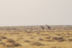 Giraffa camelopardalis angolensis