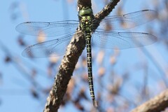 Coryphaeschna ingens