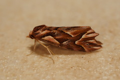 Clytoscopa iorrhoda