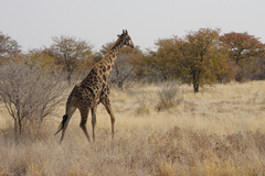 Giraffa camelopardalis angolensis